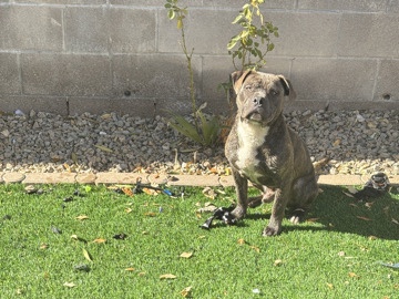 Bull and Terrier – Blue brindle pitbull/bully mix male – Las Vegas