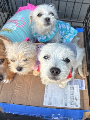 puppies need home