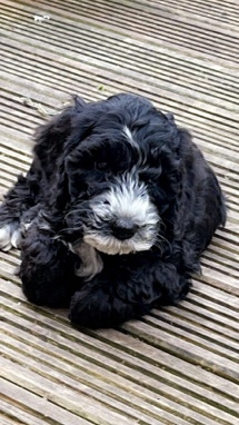 male Cockapoo puppies