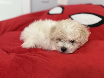 Maltipoo – maltipoo – Indianapolis