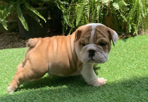 Bulldog – Pure Breed English Bulldog puppies for sale