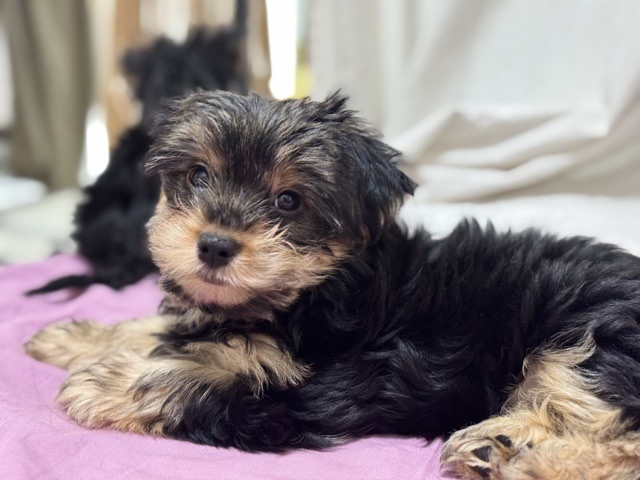 Yorkshire Terrier – Adorable 3-Month-Old Yorkshire Terrier Puppy for Sale in Dubai – Dubai