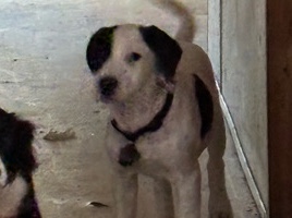 Mixed Breed – Grace – Fountain