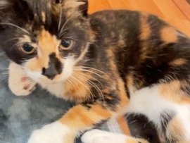 kitteb – Wolverhampton