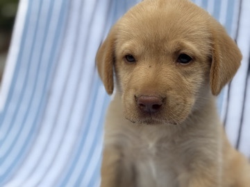 Labrador Retriever – FULL BLOODED YELLOW LABS – Gaffney