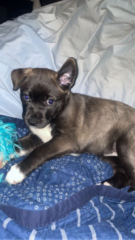 American Staffordshire Terrier – Stafford Terrier