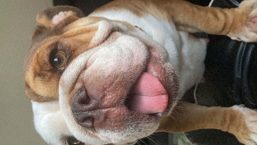 Olde English Bulldogge – female English bulldog