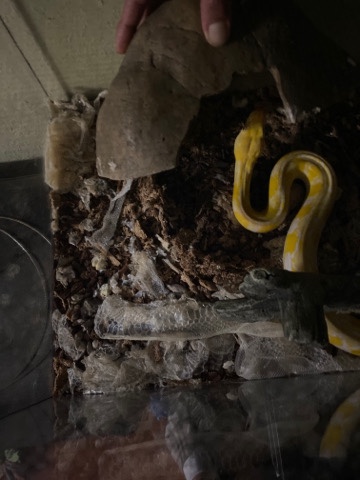 reticulated python