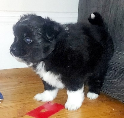 Maltese – Multepoms.