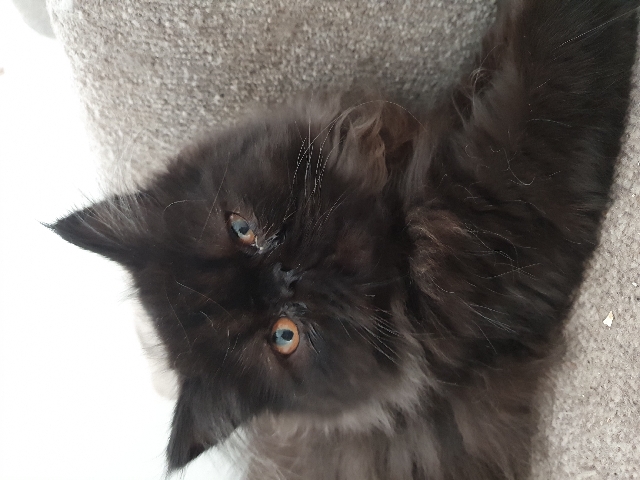 Persian (Traditional) – Pure Chocolate Persian