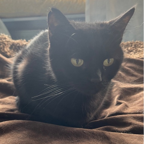 Bombay – Mishka