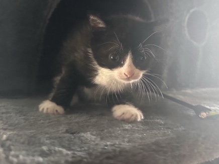 British Shorthair – BKH Mix Kitten suchen ihr Für immer Zuhause – Bad Wimpfen
