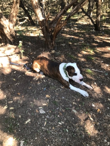 Bull Terrier – bull terrier for sale
