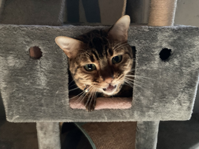 Bengal – Bangaled leopard 8 year spaded cat for sale – Edgartown