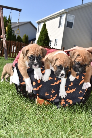 Boxer – Boxer puppies