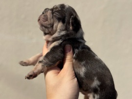 French Bulldog – fluffy French bull dog puppies – Newcastle Upon Tyne