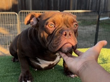 American Bulldog - micro bully available for adoption in San Jose