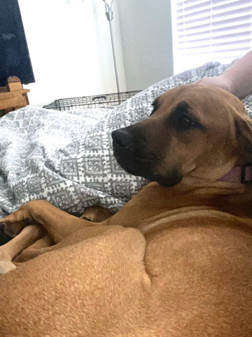 sweet girl needing a furever home