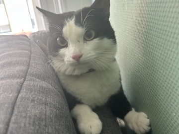 mooi kat – Gorinchem