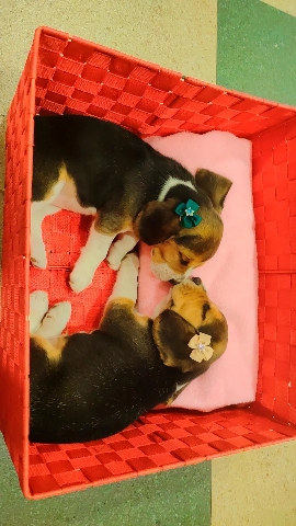 Beagle – selling my begale puppies