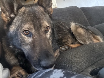 German Shepherd – Kai – Rockport