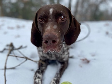 German Shorthaired Pointer - German Short Haired Pointer  available for adoption in Wind Point