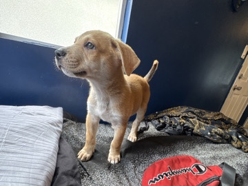 Labrador Retriever – Needa New Home ASAP! – Inglewood