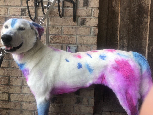 lab Pyrenees puppy for sale