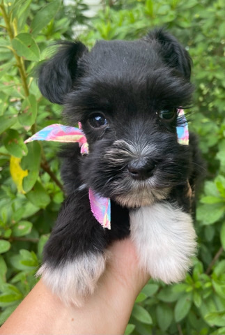 Miniature Schnauzer – miniature schnauzer