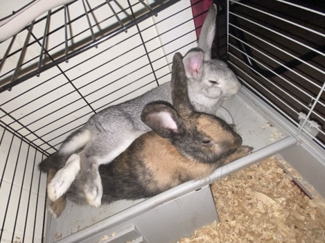 2 Female Bunnies – West Seneca