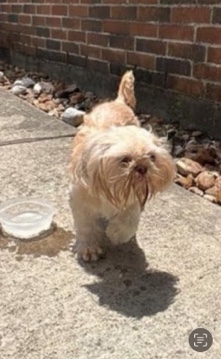 Shih Tzu – Shih-Tzu