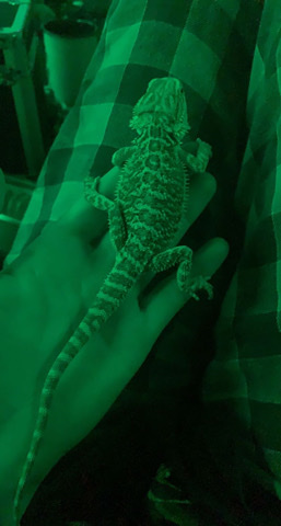 Any – 2 1/2 month old Bearded dragon named Tiny