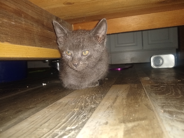 American Shorthair – Gray kitten looking for a home