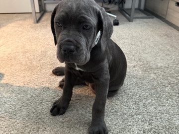 Cane Corso – Blue Eyed Female Cane Corso – Marietta