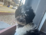 Shih Poo – Selling a Shih Poo Dog – Lebanon