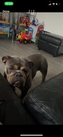 Olde English Bulldogge – English bulldog