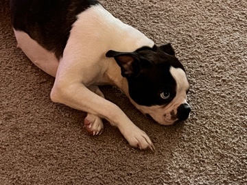 Boston Terrier – Boston terrier – Dobbins Heights