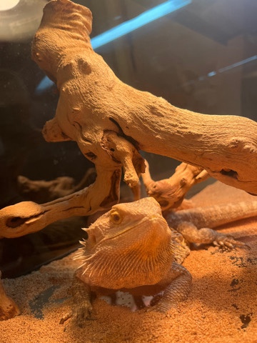 Bearded Dragon