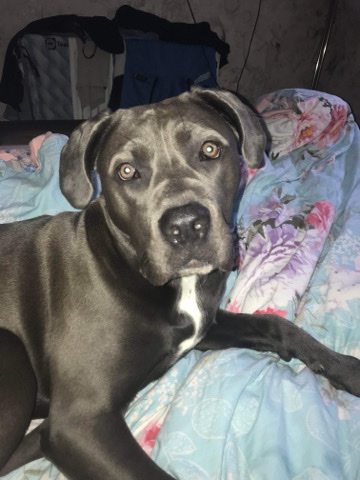 Cane Corso – 8month old puppy