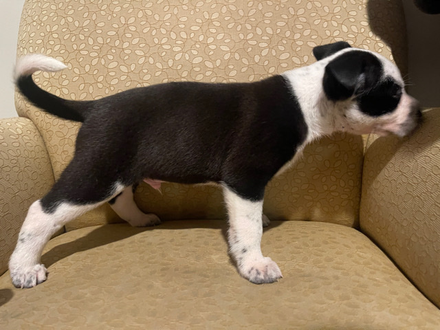 Australian Cattle Dog – puppy puppies
