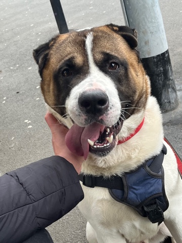 Rehome American Akita URGENT