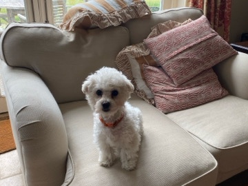 Bichon Frise – Bichon Frise Puppies – Oxford