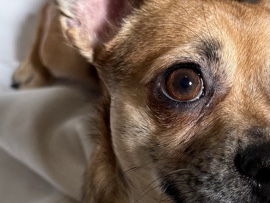 Chihuahua – 🐾 Purebred Merle Chihuahua for Sale – Looking for a Loving Home 🐾 – Abu Dhabi