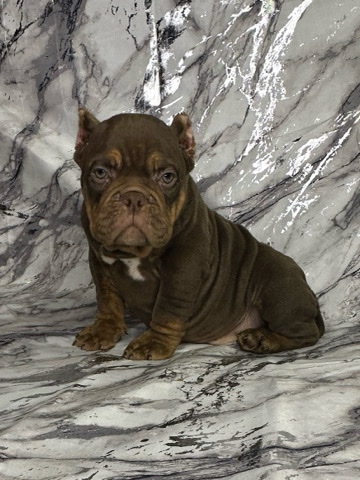 American Pit Bull Terrier – Bruce “micro bully”