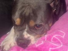 Bulldog – bulldog x pocket bully – Chatham