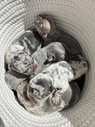 French Bulldog – AKC Fluffy Carrier French Bulldog Puppies