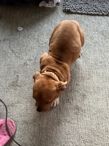 beautiful puppy for sale