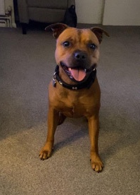 Staffordshire Bull Terrier – Rehoming