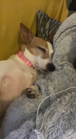 Jack Russell Terrier – 6 Year Old Female Jack Russell