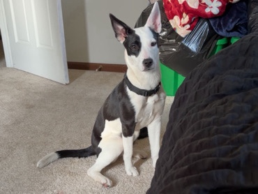 Mixed Breed – Looking for a loving home – Streamwood